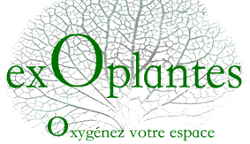 Exoplantes - Oxygénez votre espace : location de plantes